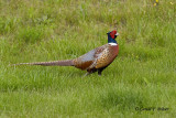   Ring - necked Pheasant 