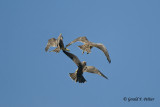   Peregrine Falcon  ( re - edit )