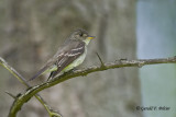   Eastern Wood - Pewee 