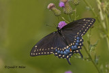  Black Swallowtail