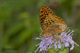   Great Spangled Fritillary   1