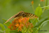  Great Spangled Fritillary   2