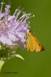  Delaware  Skipper 