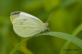  Cabbage White 
