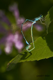   Northern Bluet Damselflys  mating 