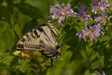  Eastern Tiger Swallowtail 