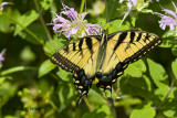 Eastern Tiger Swallowtail   2