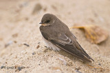 Northern Rough - winged Swallow   6