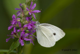  Cabbage White 