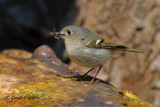   Ruby - crowned Kinglet   5