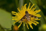 Bee Fly 