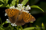   Tawny Emperor