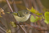  Ruby - crowned Kinglet  8