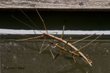  Walking Stick bugs mating 