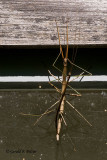   Walking Stick bugs mating   2