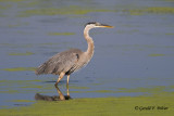   Great Blue Heron   14