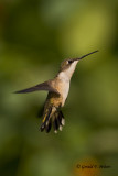  Ruby - throated Hummingbird   4