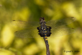   Black Saddlebags Dragonfly