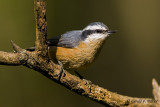 Red - breasted Nuthatch   3