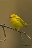  Yellow Warbler   4