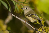   Ruby - crowned Kinglet   9