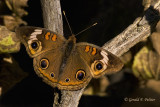 Common Buckeye   2