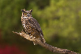  Great Horned Owl   40   ( captive )