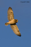  Short - eared Owl   2