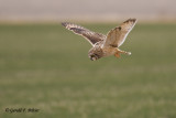  Short - eared Owl   6