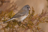    Dark - eyed Junco    2