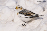   Snow Bunting   2