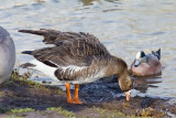 Greater White-fronted Goose