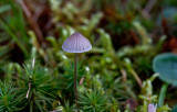 mini mushroom ~ Mycena genus