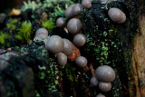 Slime Mold ~ Lycogala genus