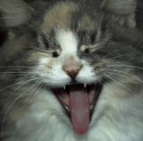 Hear me roar.  OK, fine, YAWN.  Whatever.