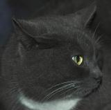 Indignant.