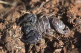 Sleeping scorpion.
