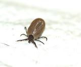 engorged Ixodes Pacificus tick removed from dog..despite heavy snow cover..3/3/06..shingletown, California