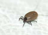 engorged Ixodes Pacificus tick from dog..Lyme disease carrier.