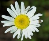 daisy with spider