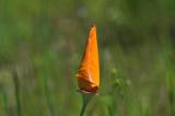 California poppy not unfurled yet.
