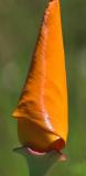 poppy not unfurled yet - 100 percent crop from 105 VR.jpg