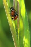 ladybugs in candycane grass