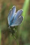 Boisduvals Blue (Plebeius icarioides) or Mission Blue?