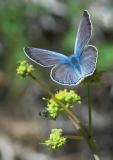 Boisduvals Blue /(Plebeius icarioides)?