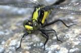 Yellow andblack dragonfly