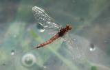Rusty spinner