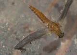 tiny red grace lake mayfly spinner june 2006