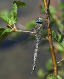 amazing blue manzanita dragonfly, after gorging on mayflies.