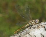 Manzanita Lake yellow dragonfly.